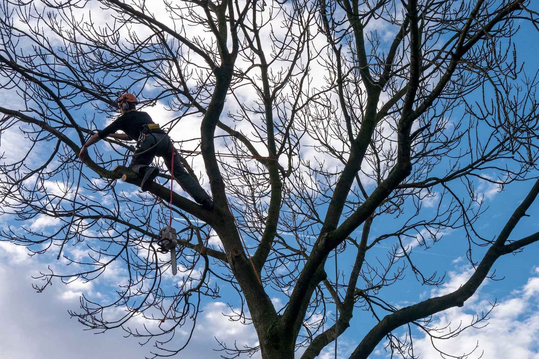 Arborist high in a leafless tree wearing an orange helmet, with a chainsaw hanging on a red lanyard below against a cloudy sky