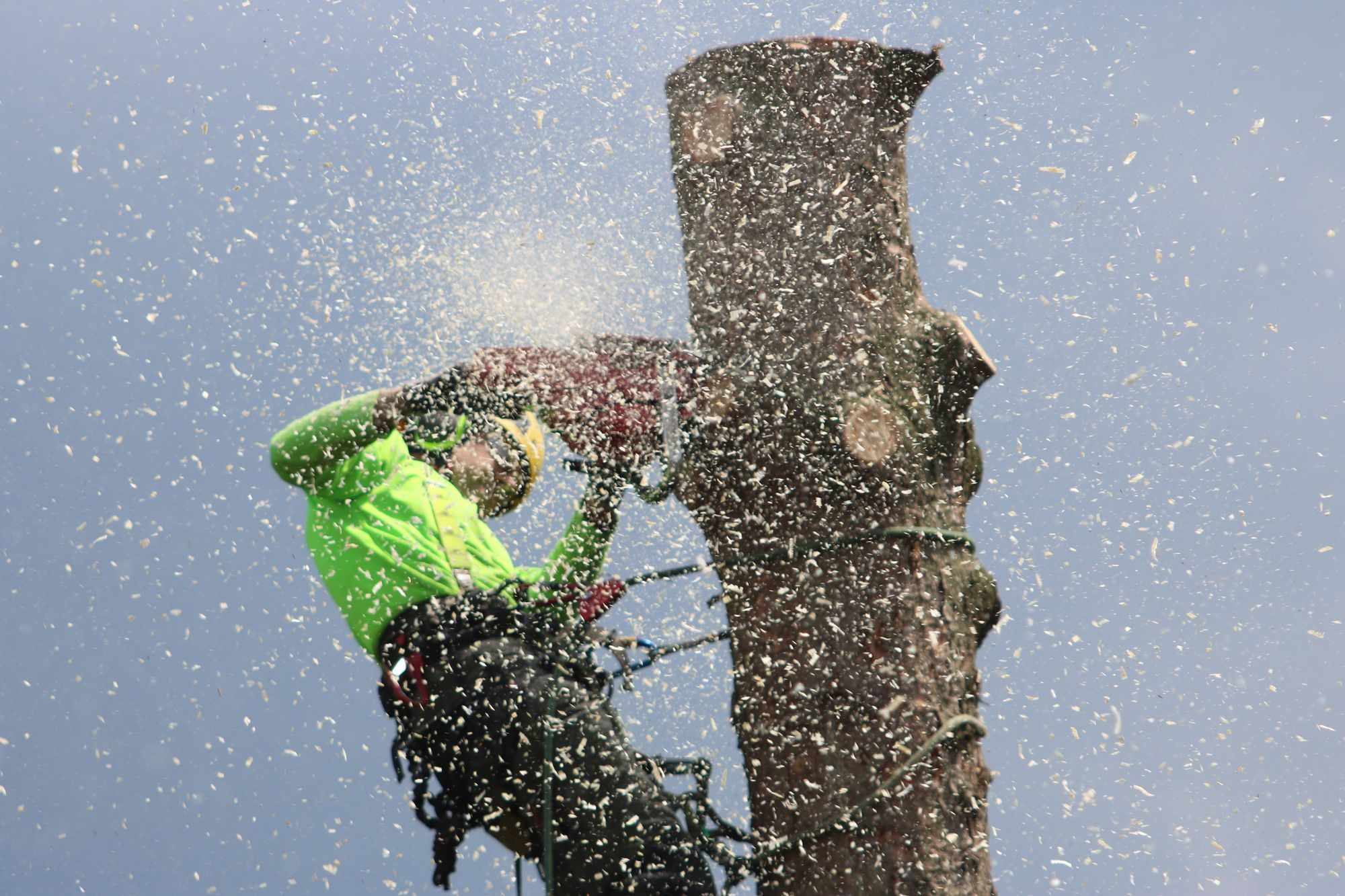 Arborist in a yellow hard hat and lime hi-vis harness cutting into a tree trunk with a chainsaw, sawdust flying against a blue sky