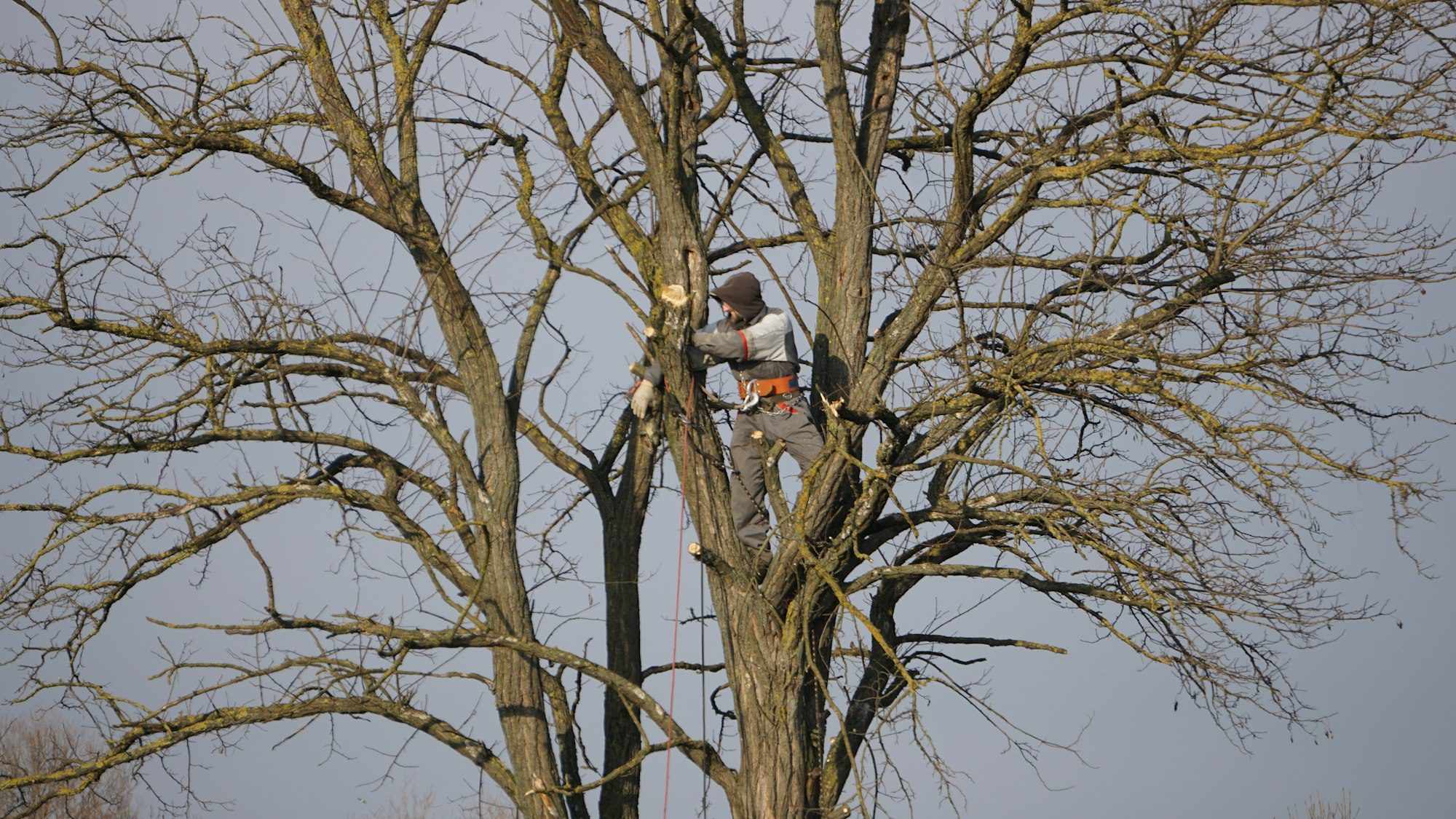 Arborist in a safety harness high in a leafless tree, ropes hanging, with fresh pruning cuts on the branches against a pale sky