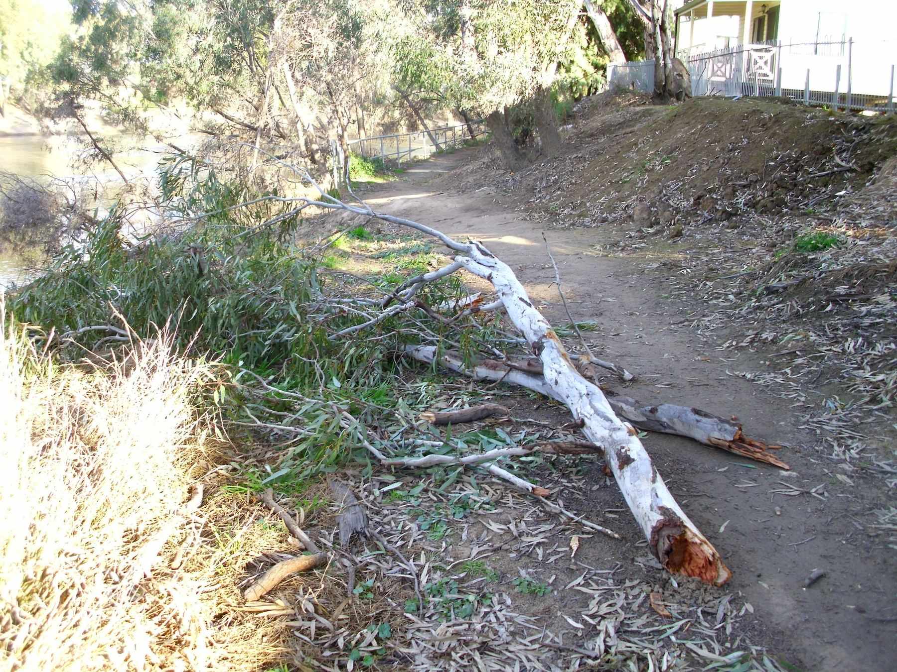Large fallen eucalyptus limb with pale bark and green leaves blocking a dirt path, with a house on a rise in the background