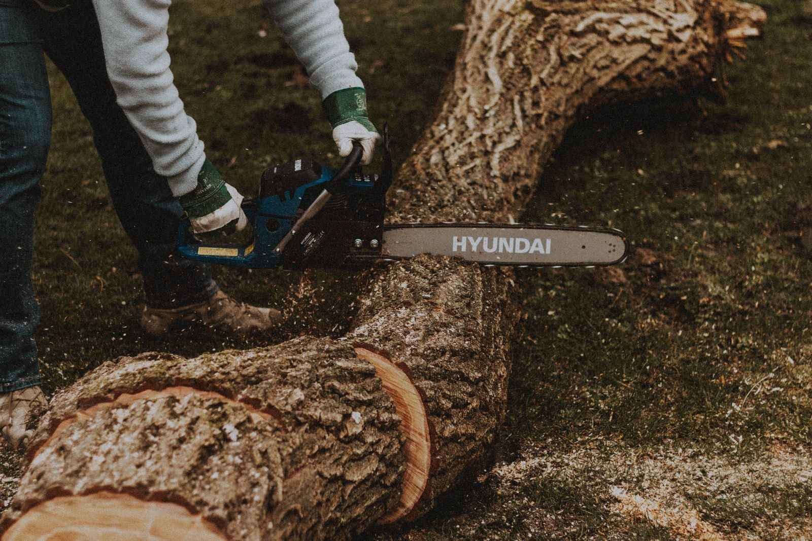 Person in work boots and gloves using a chainsaw to section a thick fallen tree trunk on a grassy lawn, with fresh cut rounds in the foreground